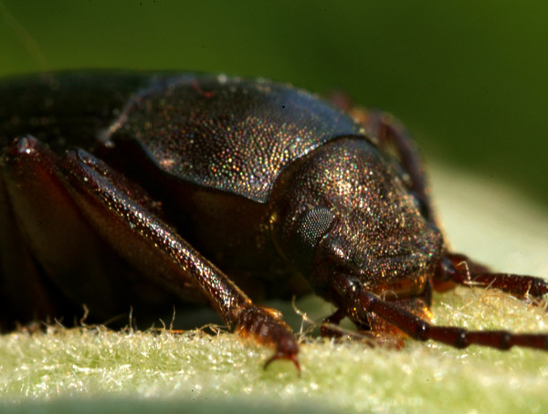 Helops caeruleus? Stenomax